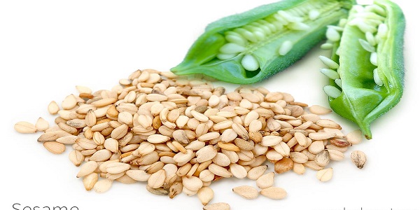 فروش عمده کنجد