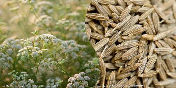 فروش عمده زیره سبز کیسه ای